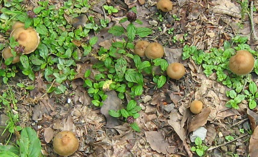 Escursione a Limestre e funghi da identificare